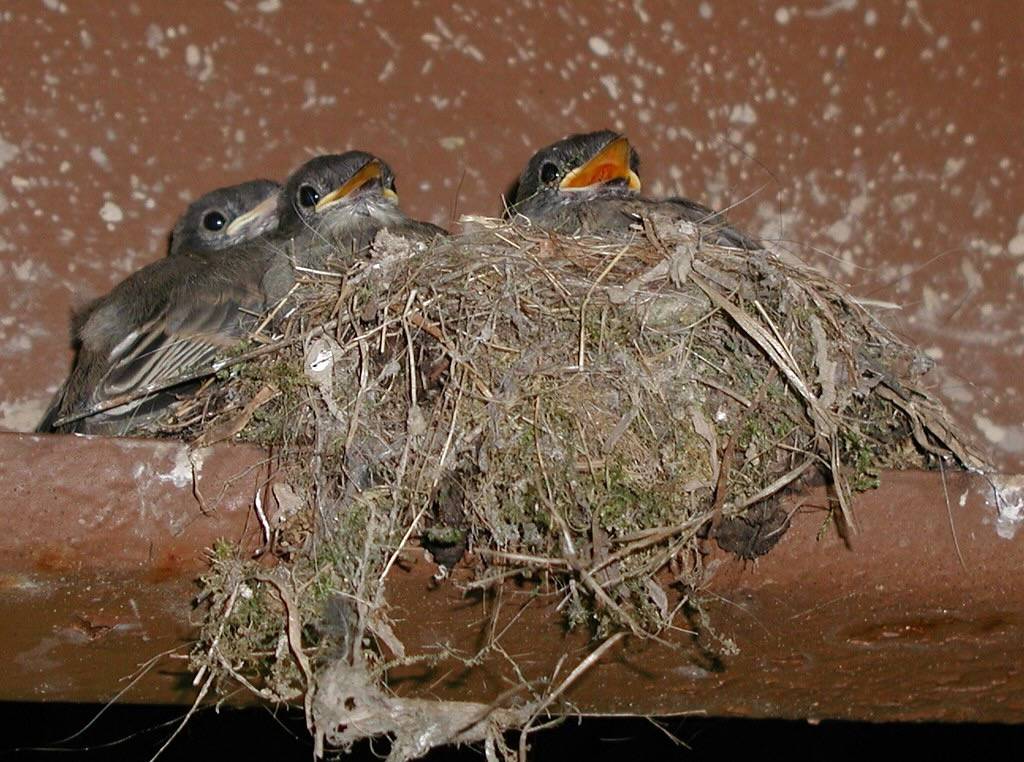 Eastern Phoebe nest by Anita363 is licensed under CC BY-NC 2.0.